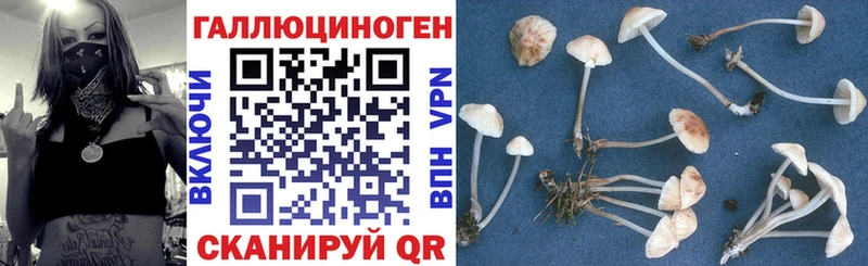 Купить где  Черняховск  Галлюциногенные грибы Psilocybe 